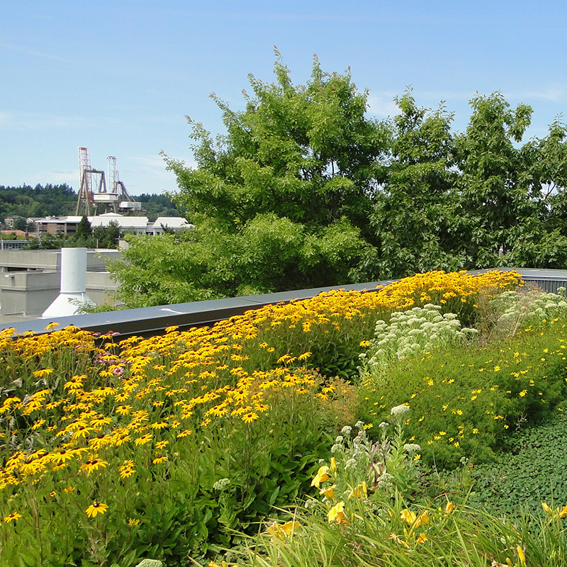 Green roof at LOTT's Regional Services Center, Olympia, WA